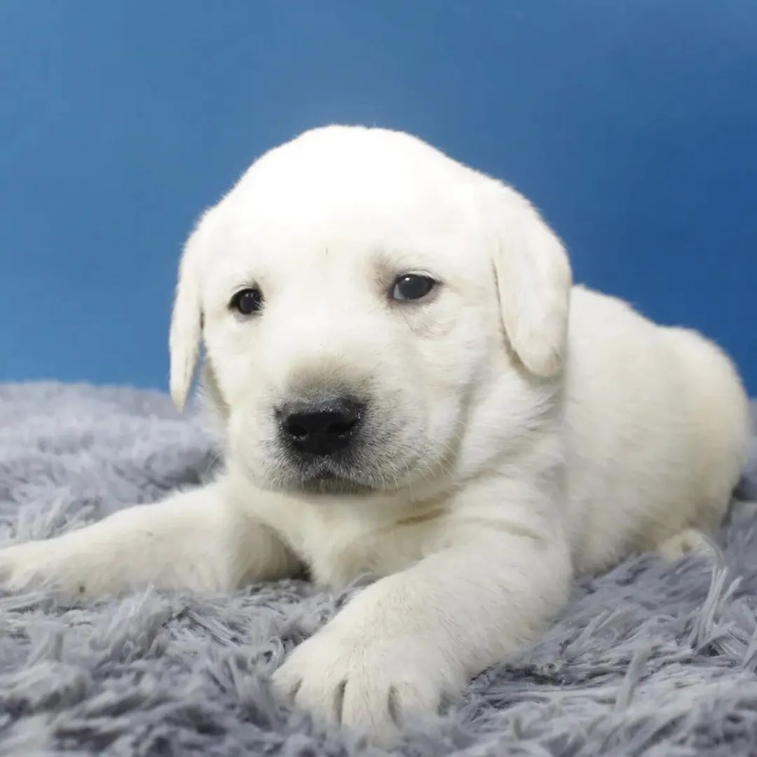 狗狗得细小的症状原因,狗狗得细小初期症状