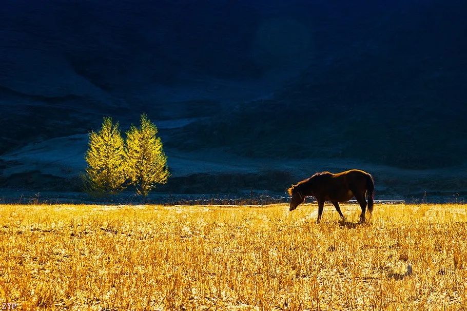 中国人文摄影获奖作品,大美中国摄影作品展获奖