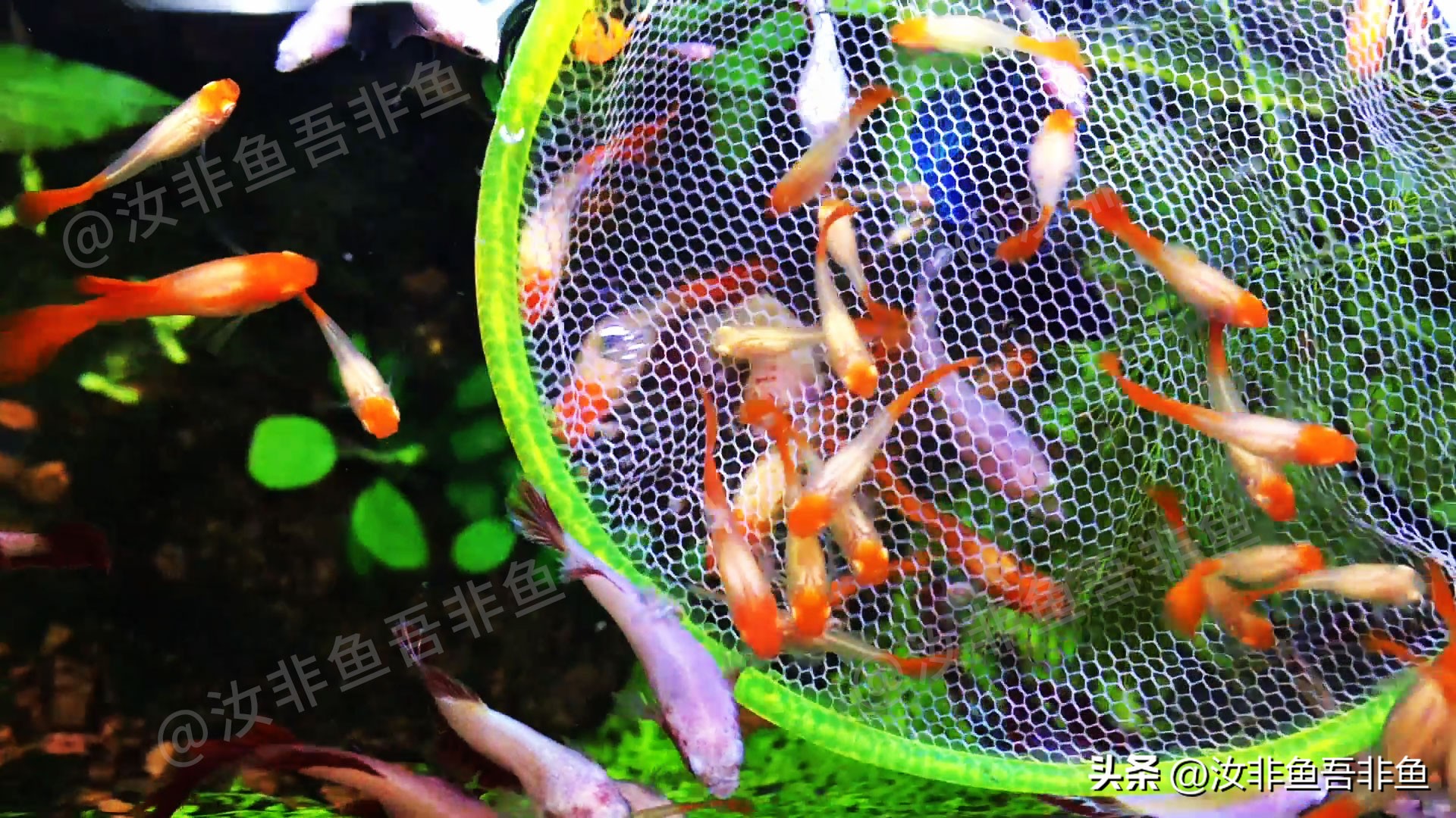孔雀鱼怎么和泰国斗鱼混养,孔雀鱼和泰国斗鱼一起养吗