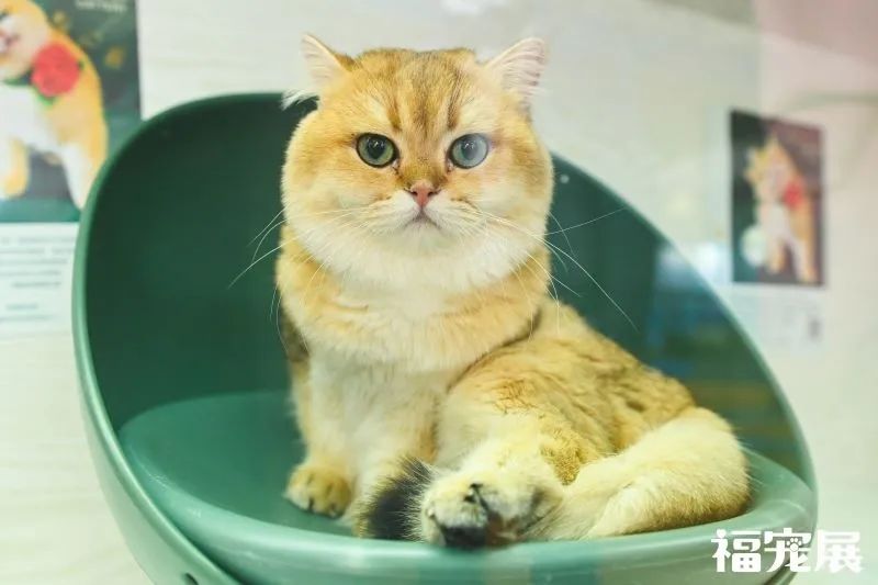 宠物殡葬都有什么服务,宠物殡葬都包括哪些服务