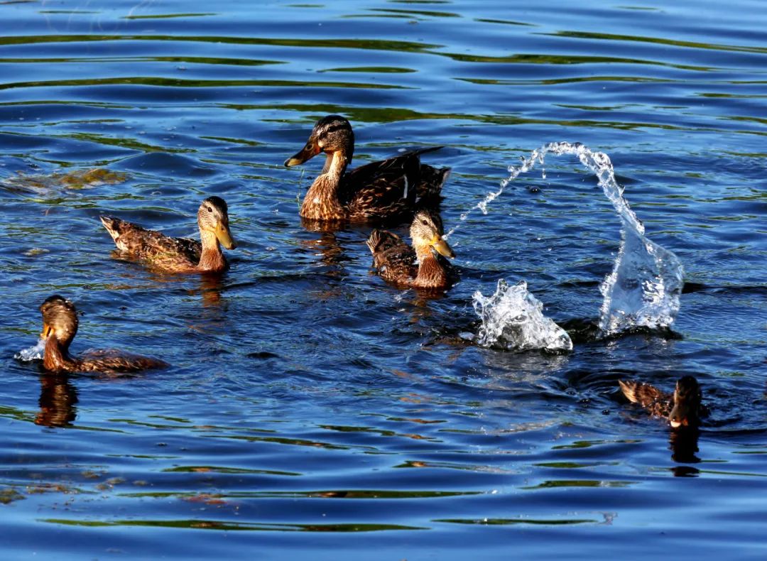湿地可以开发什么旅游项目,黑龙江旅游必去十大湿地排名
