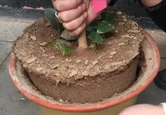 盆土粘稠能少浇水吗,盆土硬如石用什么泡水