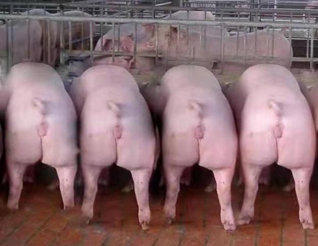 母猪流产后怎样处理,母猪流产了怎么办