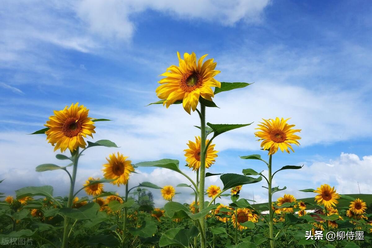 怎样用手机拍出向日葵好看的照片,向日葵怎样拍好看