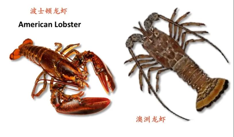 原来龙虾有这么多种你吃过哪些呢,蝲蛄和小龙虾的区别哪个好吃