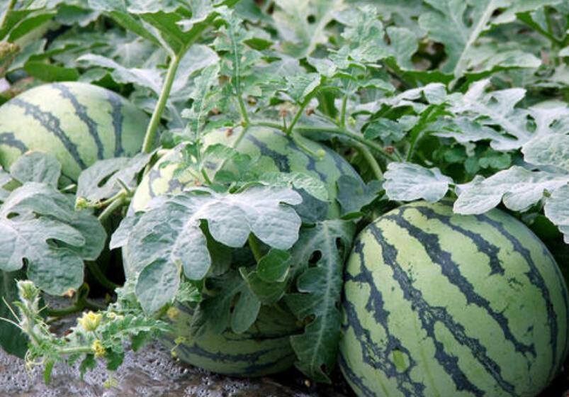 甘肃的什么地方的水果最好吃,甘肃的特色水果是什么