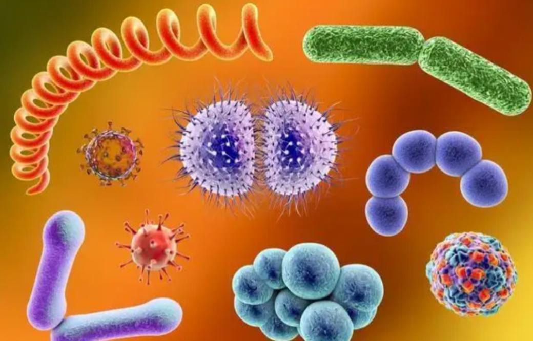 致死率100%！无药可救烹煮杀不死的朊病毒，感染后会有多恐怖？