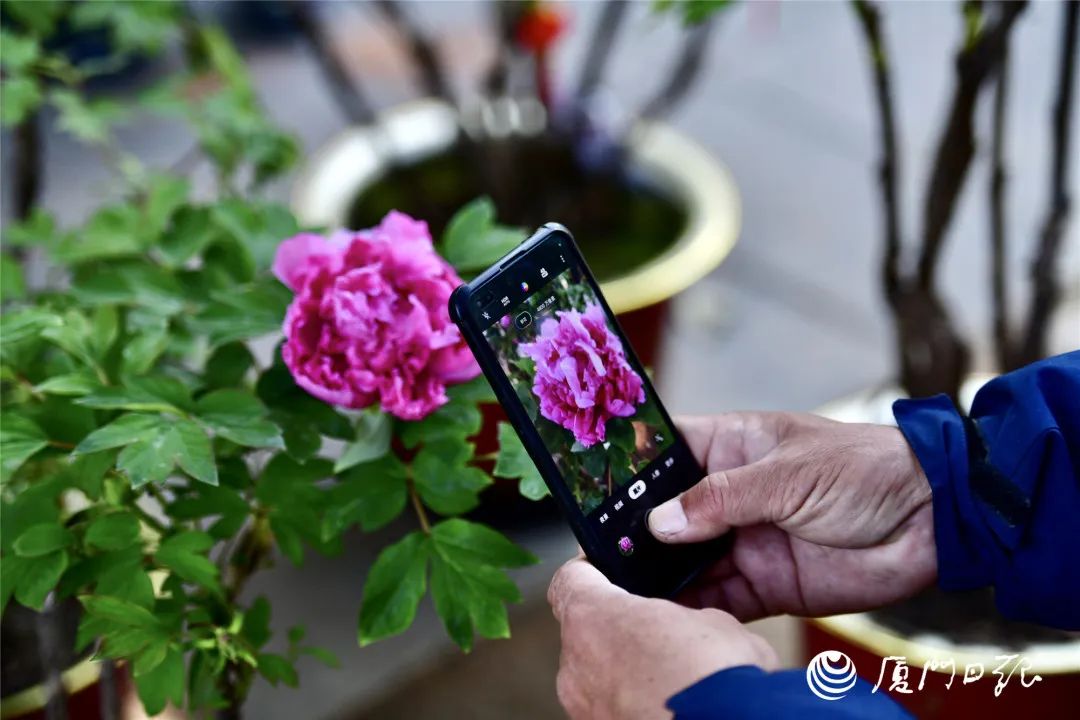 厦门十大最美花海,盘点厦门最美花海的地方