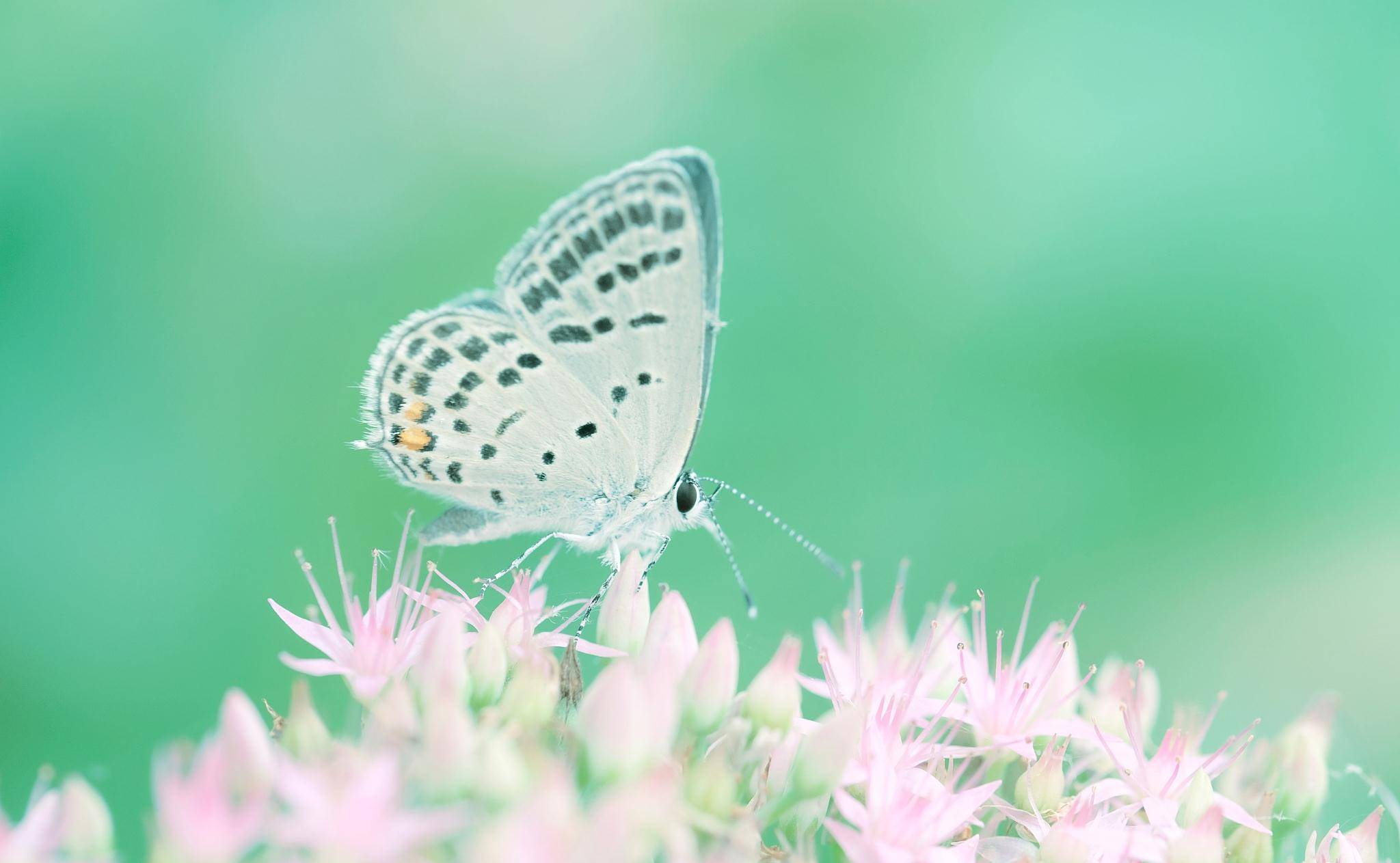 五句与春天有关的诗词,关于春天的100首经典诗词