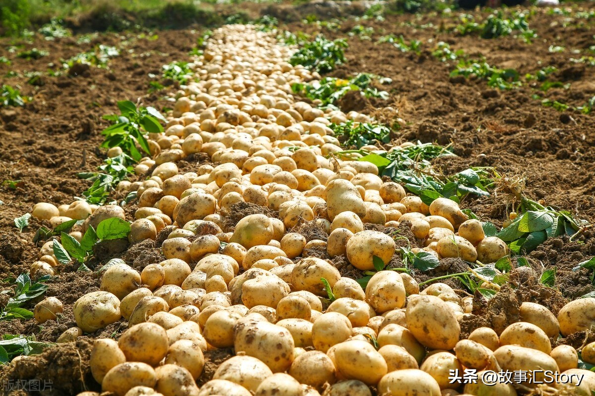 安徽夫妇在俄罗斯远东种菜，销售大白菜的时候被韩国人摆了一道