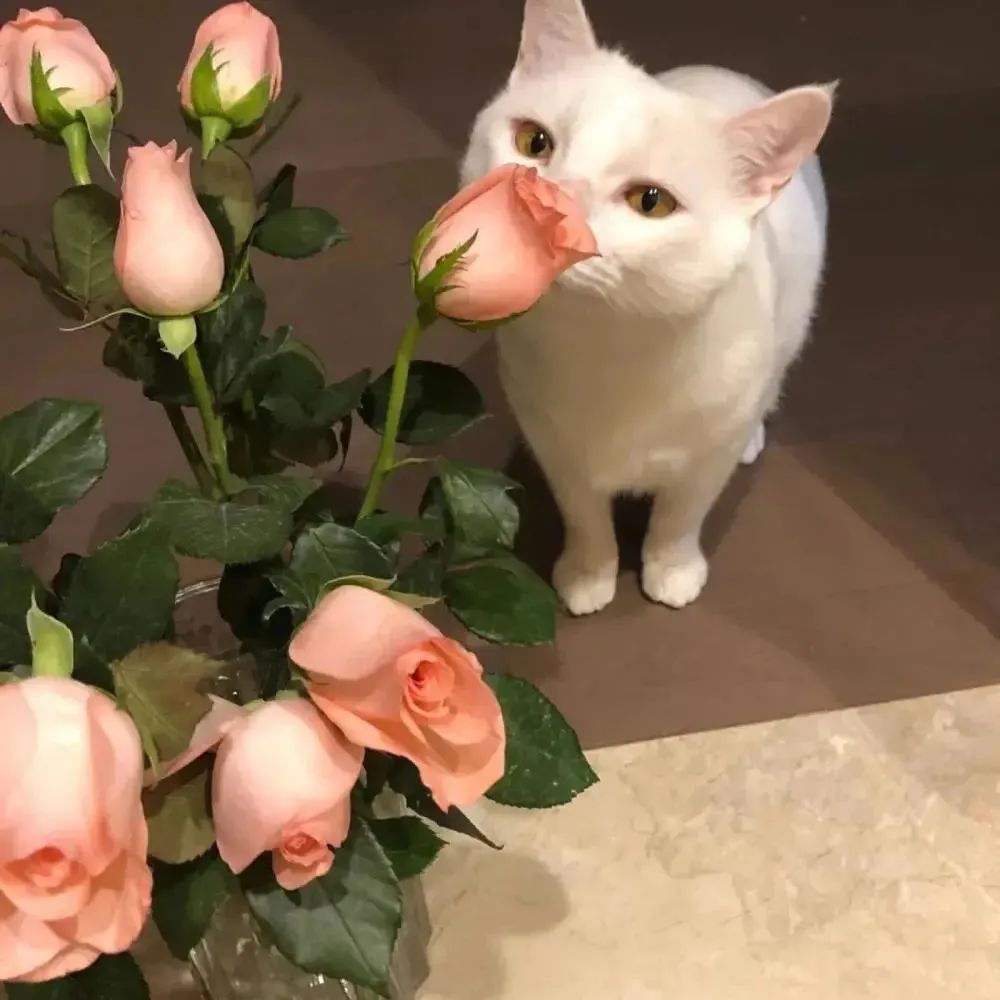 背景图ins风鲜花,ins复古黑色鲜花壁纸