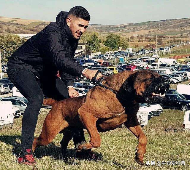 世界十大猛犬中国藏獒只排第二,世界猛犬排名藏獒只当小弟