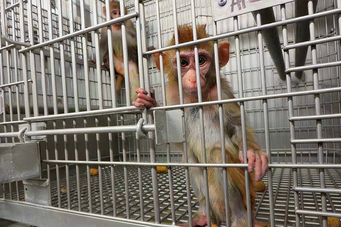 7天挣10万试药人,试药7天挣10万