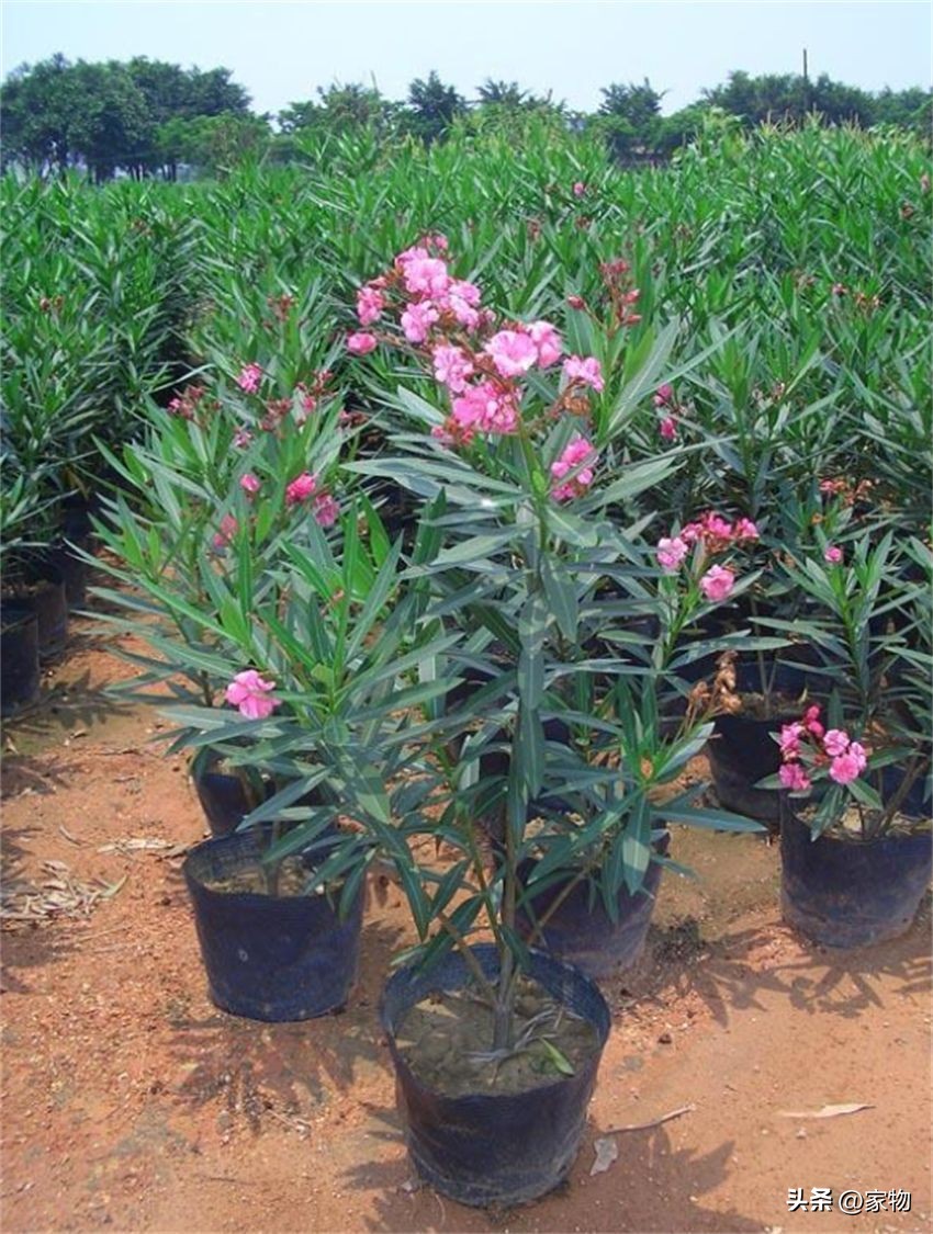 客厅放绿植好养吗,客厅放绿植有什么忌讳