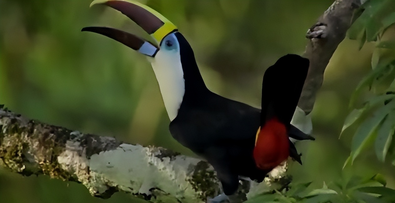 美国人在野外水中捕捉巨蟒,亚马逊河当地人水中抓巨蟒