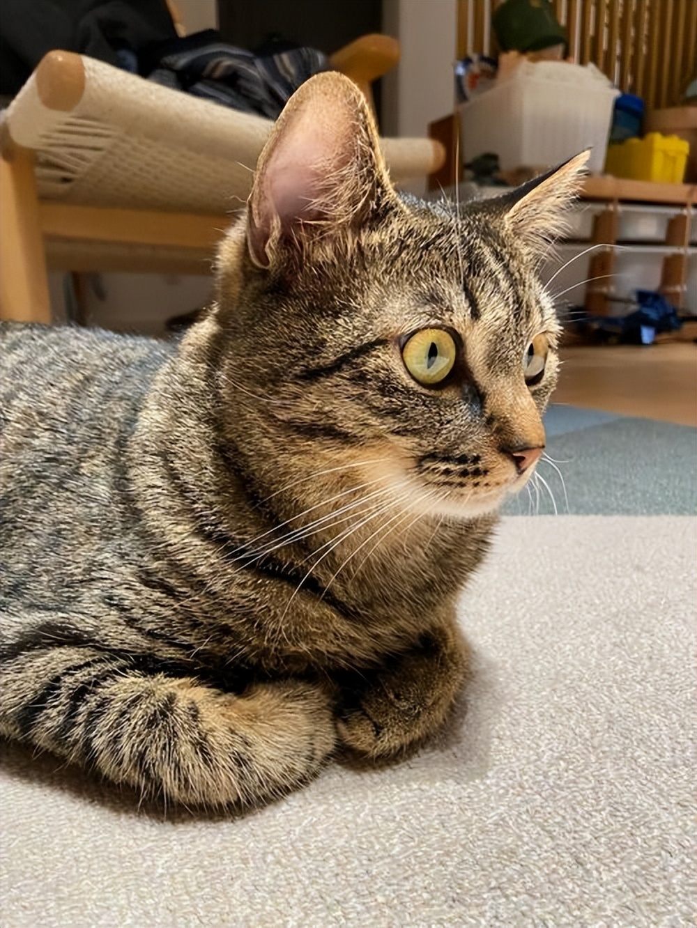 猫咪揣手手是高兴还是生气,猫咪揣手手是为了卖萌给你看吗