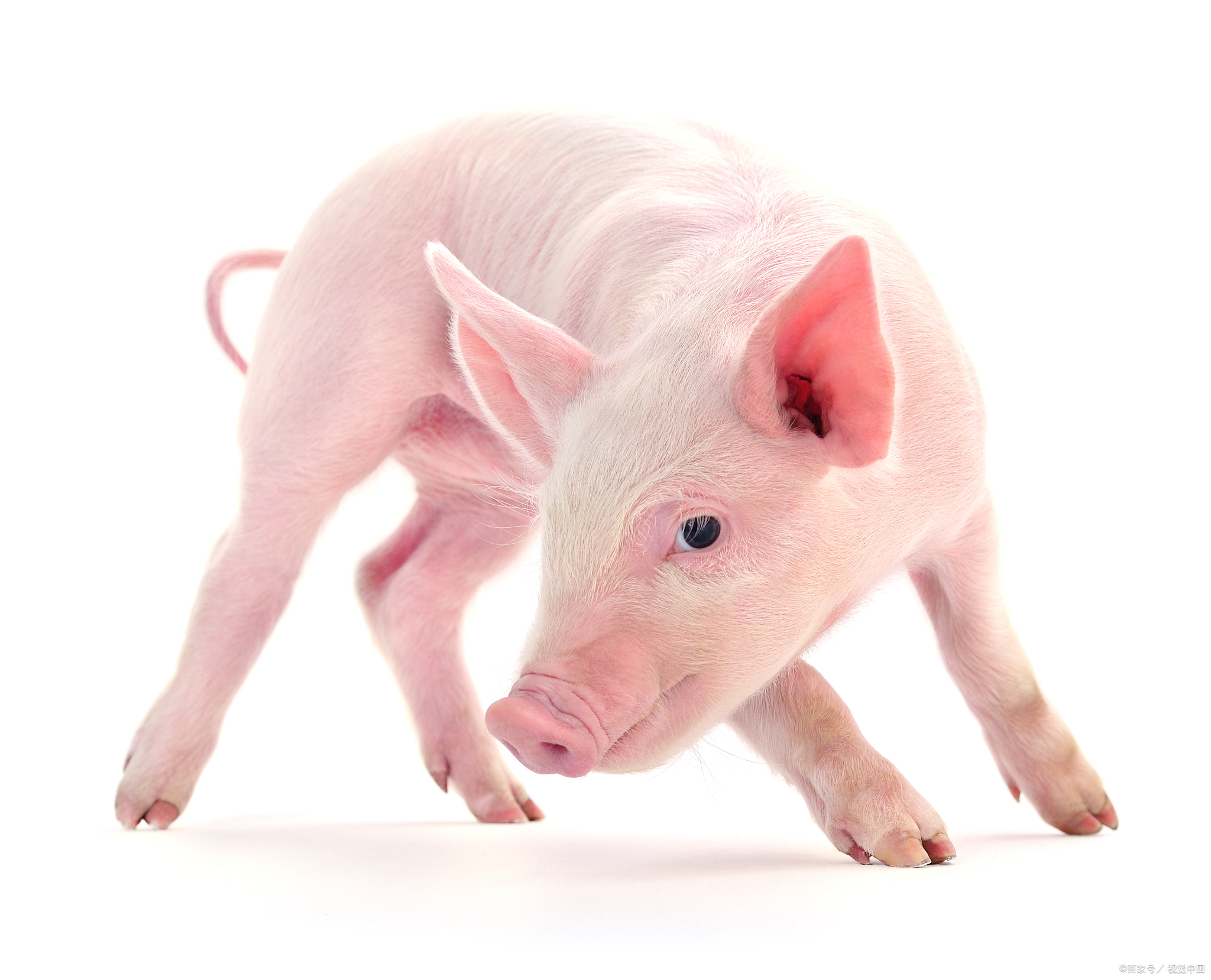 仔猪拉白痢怎么办用什么药,仔猪白痢最佳治疗方法