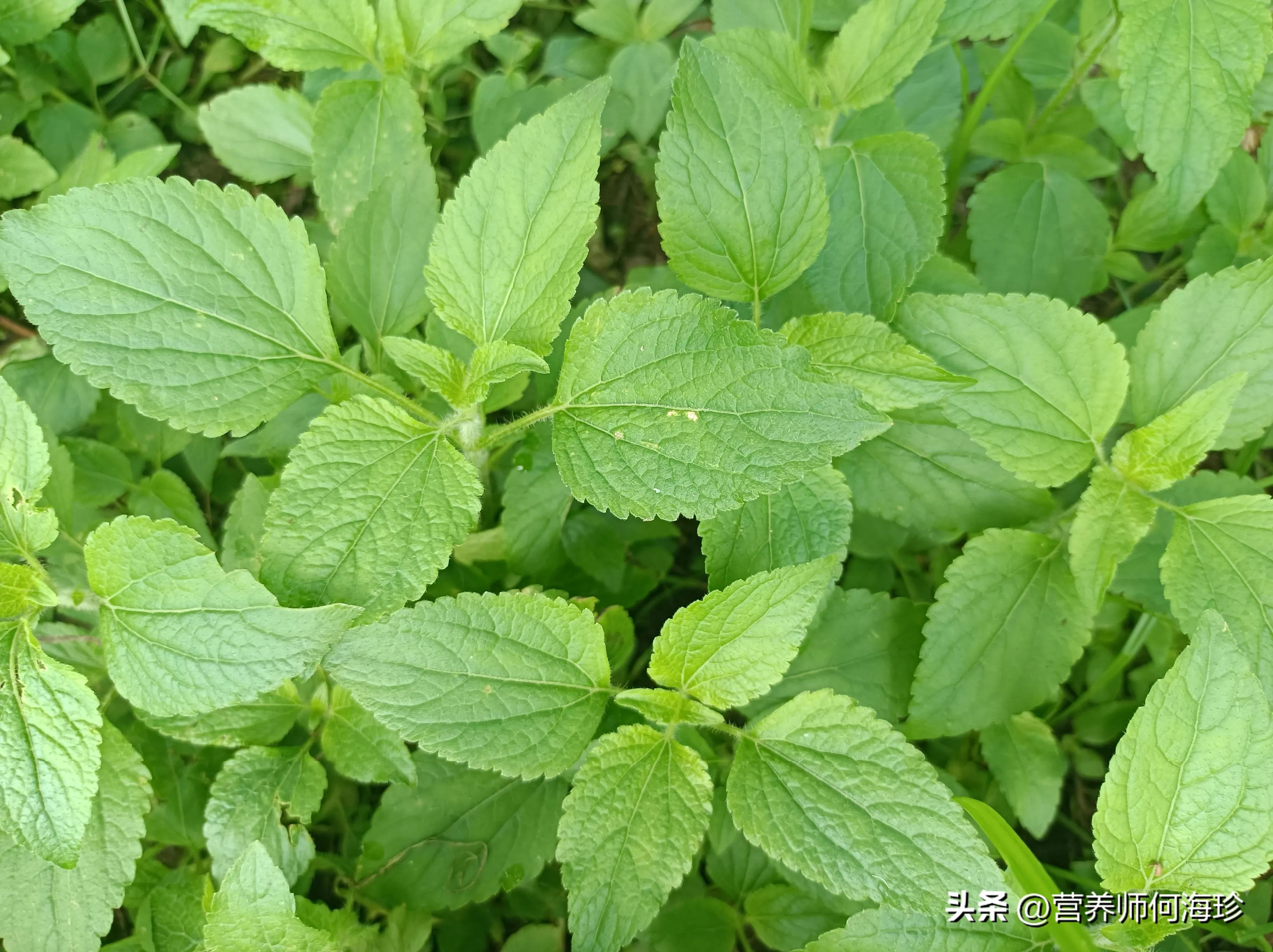 因味臭而嫌弃，老中医却称为“万花油”，老人才懂它，农村遍地是