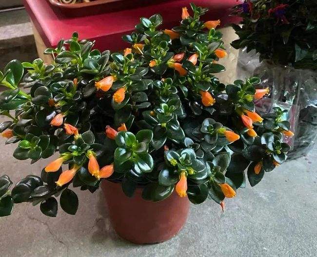 什么花寓意发财好运吉祥,寓意平安招财鸿运的干花