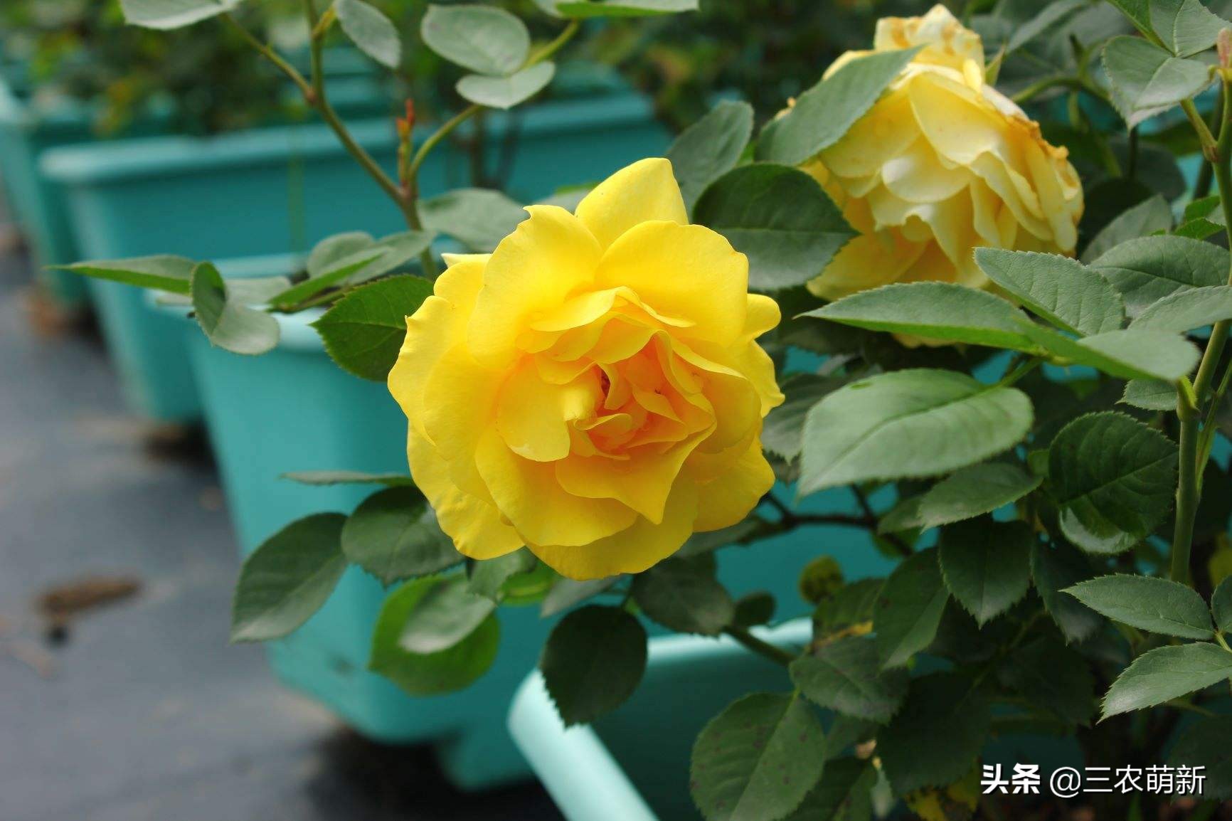 带你认识十种月季,介绍各种月季花的特点