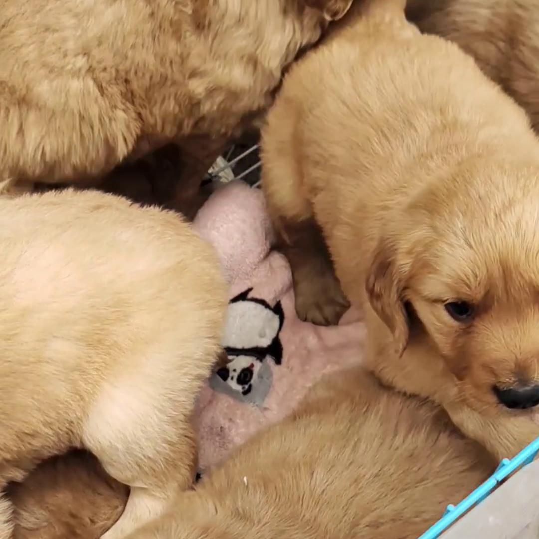 比格犬vs比格犬,狗市三百元拉布拉多