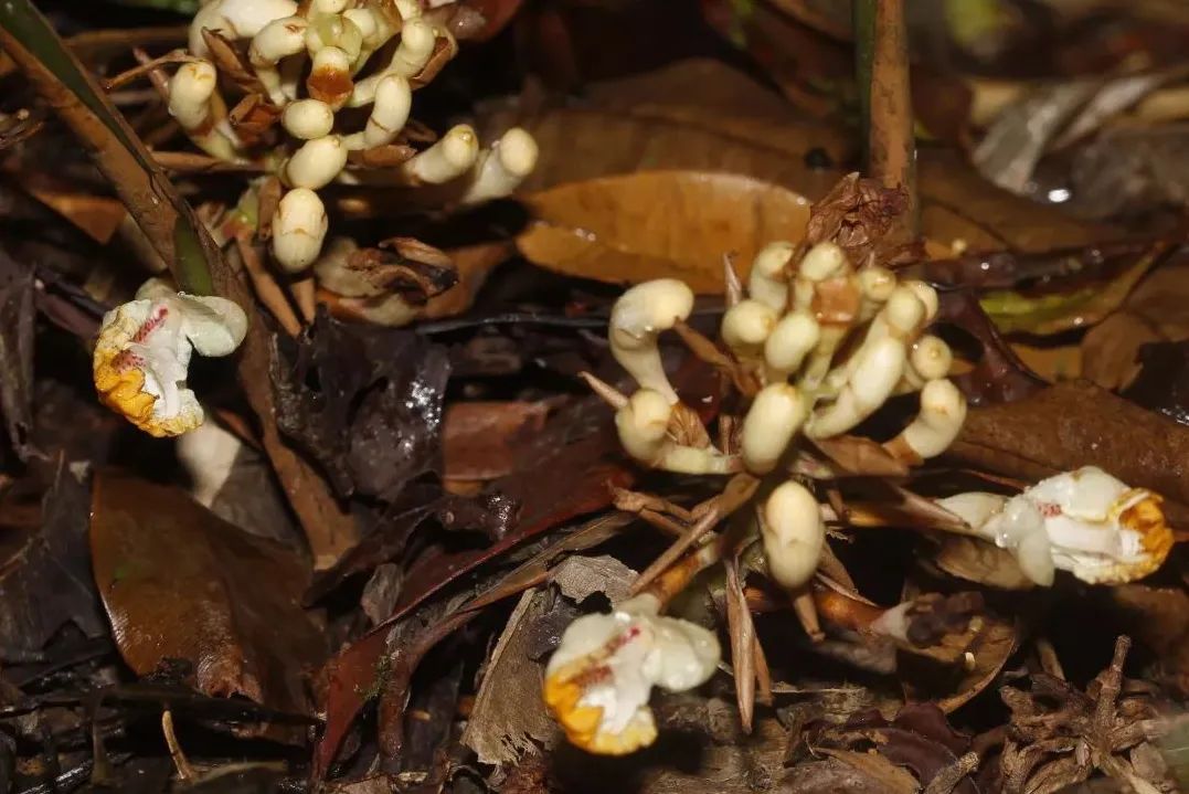12种香料及分量,姜科植物的香料有哪些