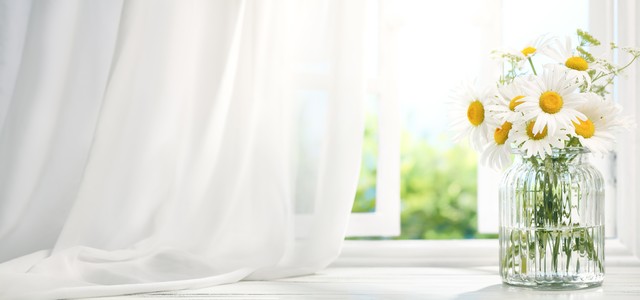 适合懒人在家养的5种花,适合新手养的3种花超级好养