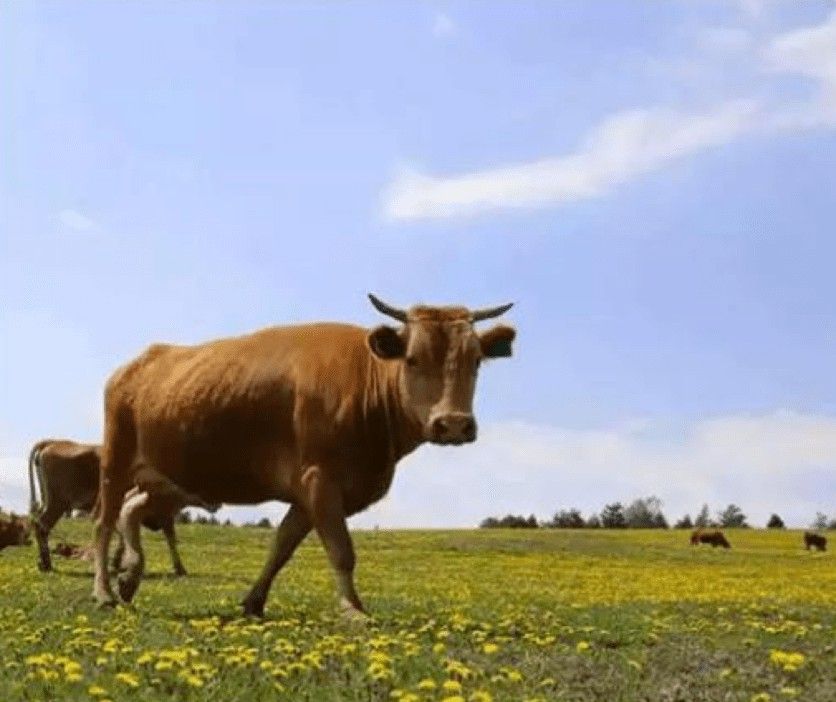 延边牛种类,延边黄牛和韩牛