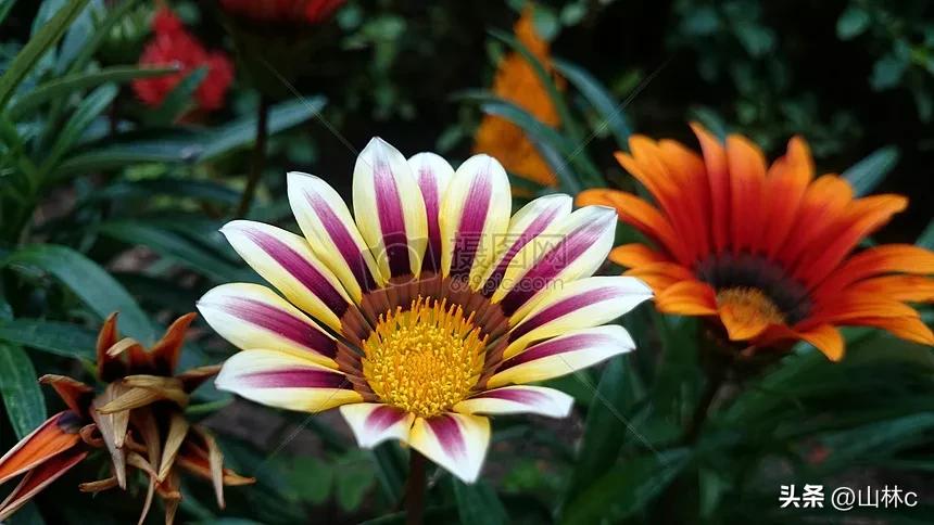 各种各样的鲜花尽情开放争芳斗艳,各种颜色的鲜花开得好美丽动人