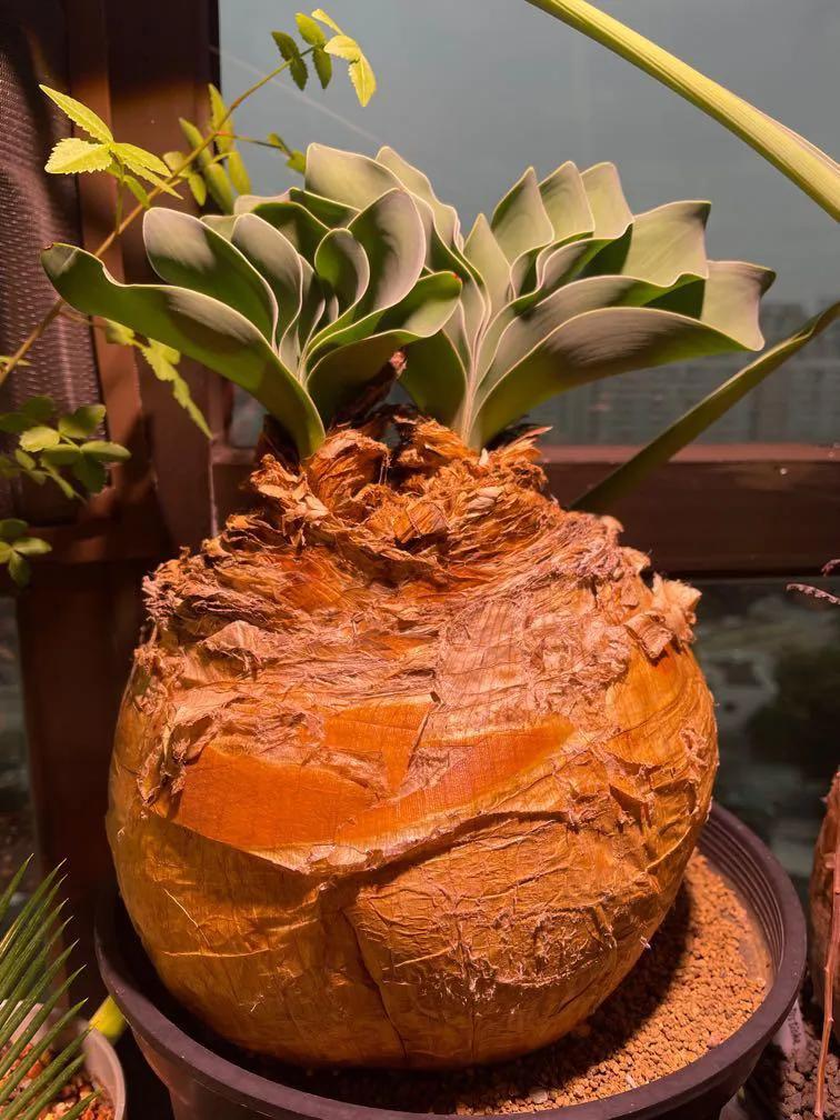 女子8年种多肉成多肉界天花板,100种多肉造型图