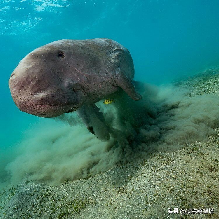 巨型儒艮灭绝,儒艮为什么遭到大量捕杀