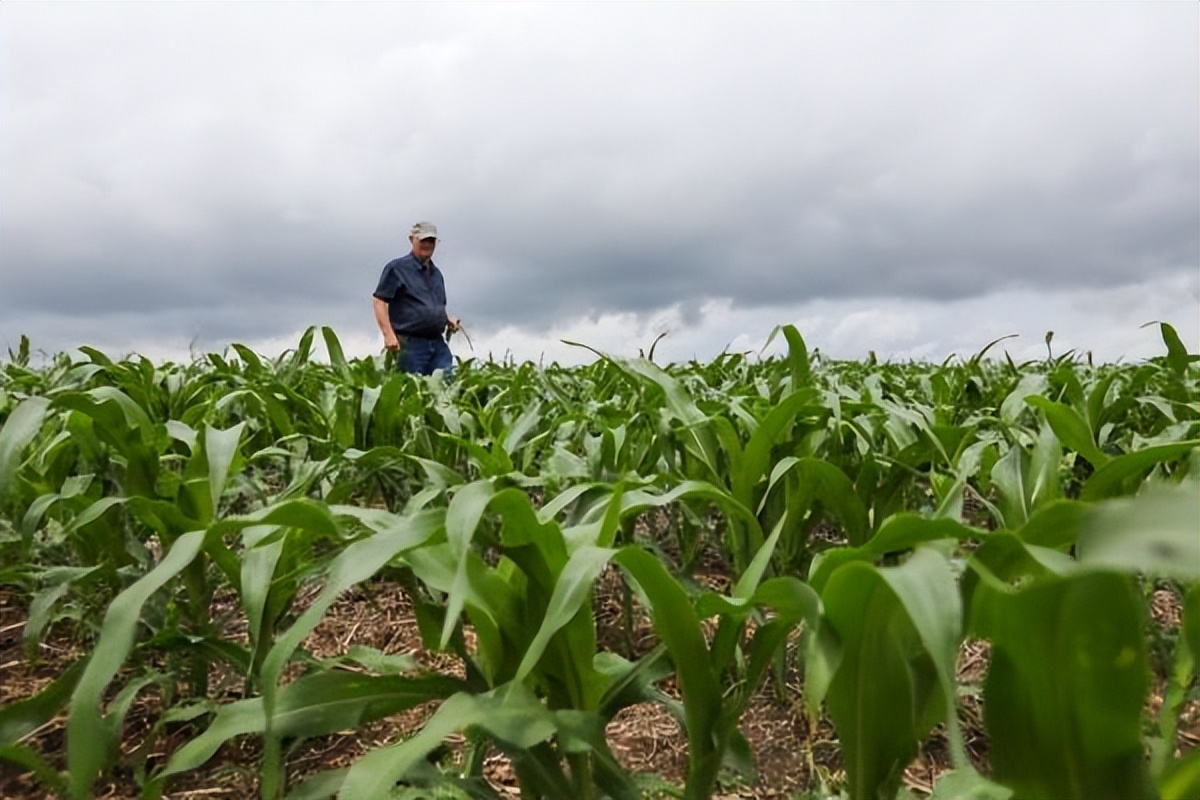 中国加大购买美国玉米,中国对美国玉米有什么新政策