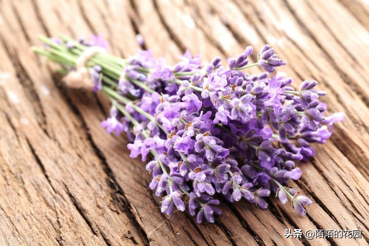 春节开花的庭院花卉,适合四季开花的庭院花卉