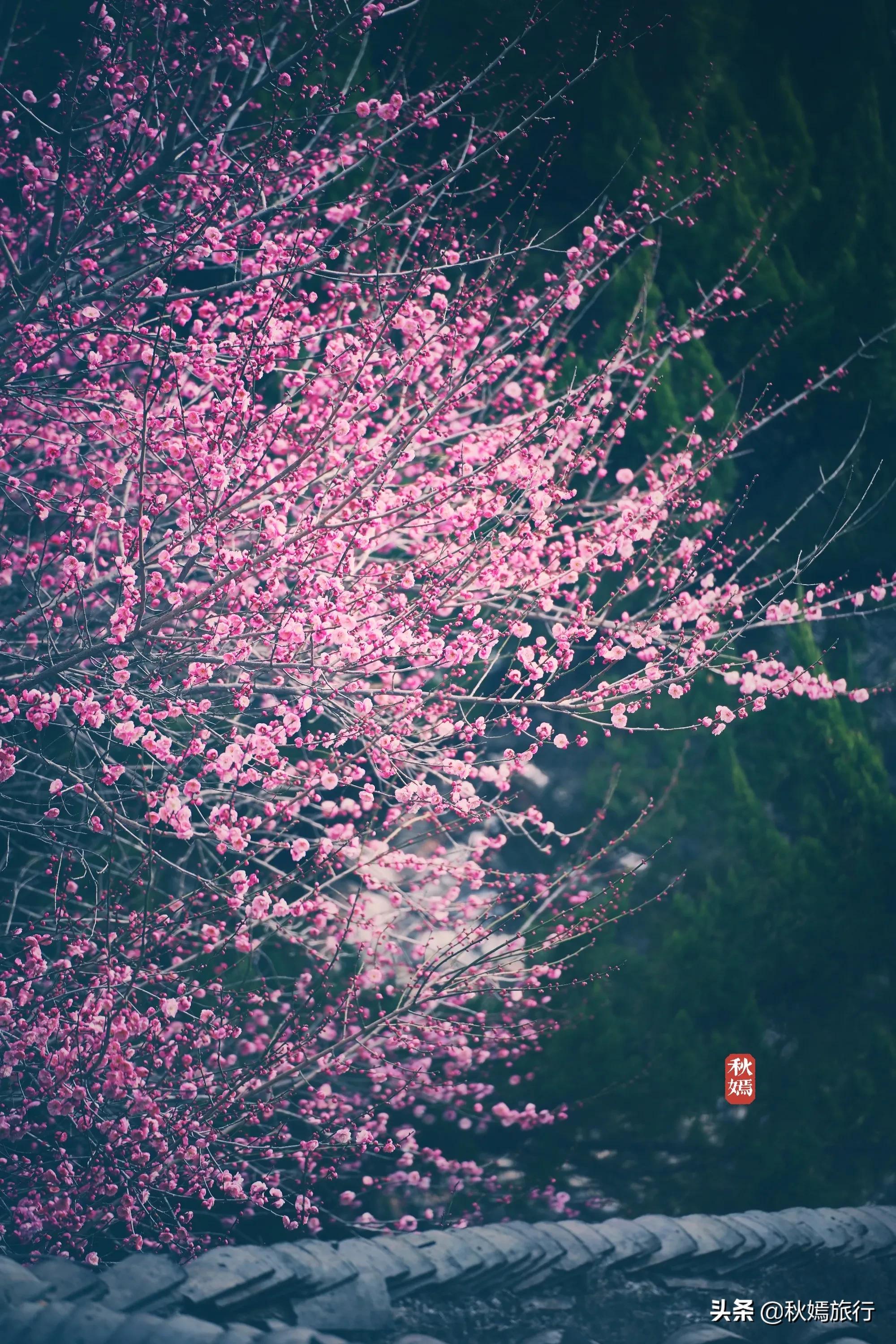 春染虎丘图片,虞山脚下的美丽小城常熟风景