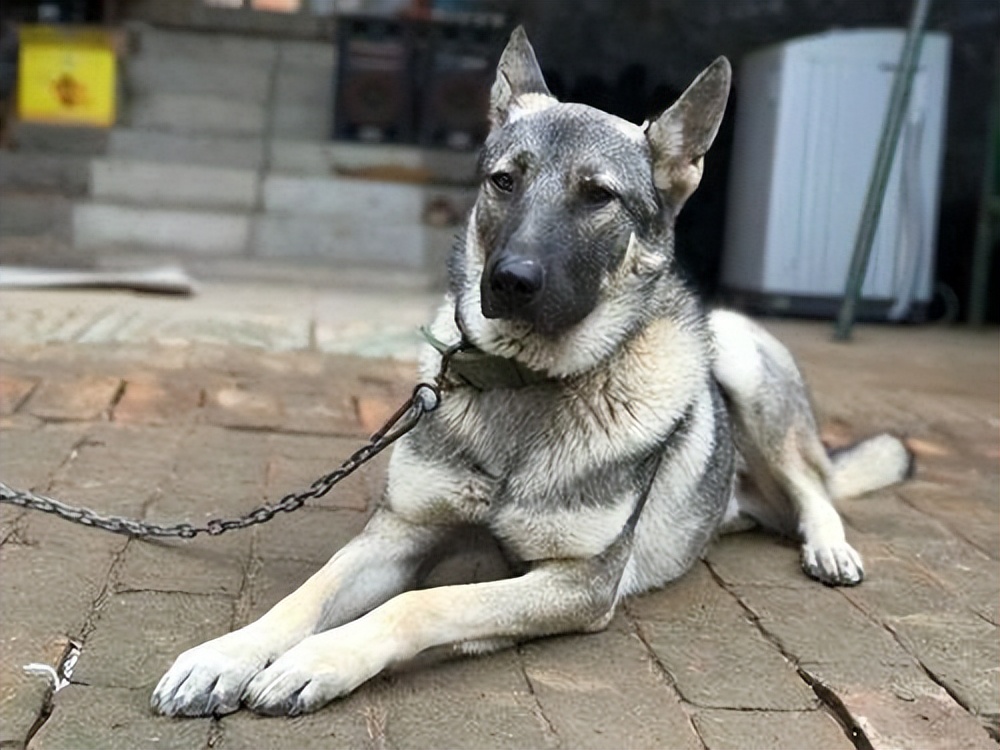 养狼青犬注意事项,养狼青犬