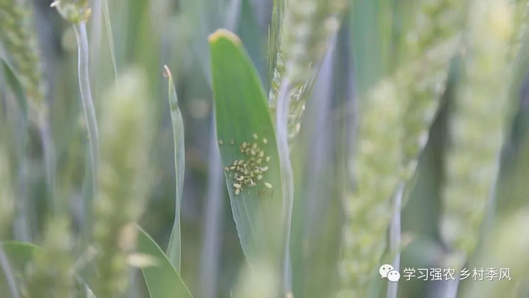 蚜虫吃绿虫,麦田蚜虫用什么药效果最好