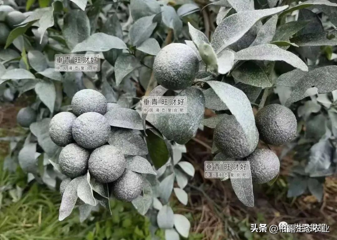 沃柑砂糖橘清香橘,沃柑果防晒