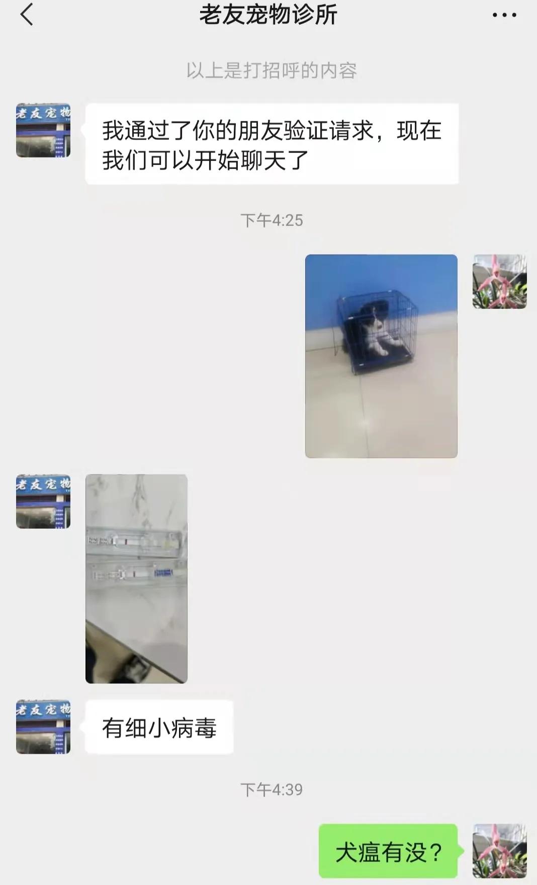 揭秘黑心宠物店卖的猫狗都不长命,曝光卖狗无良商家