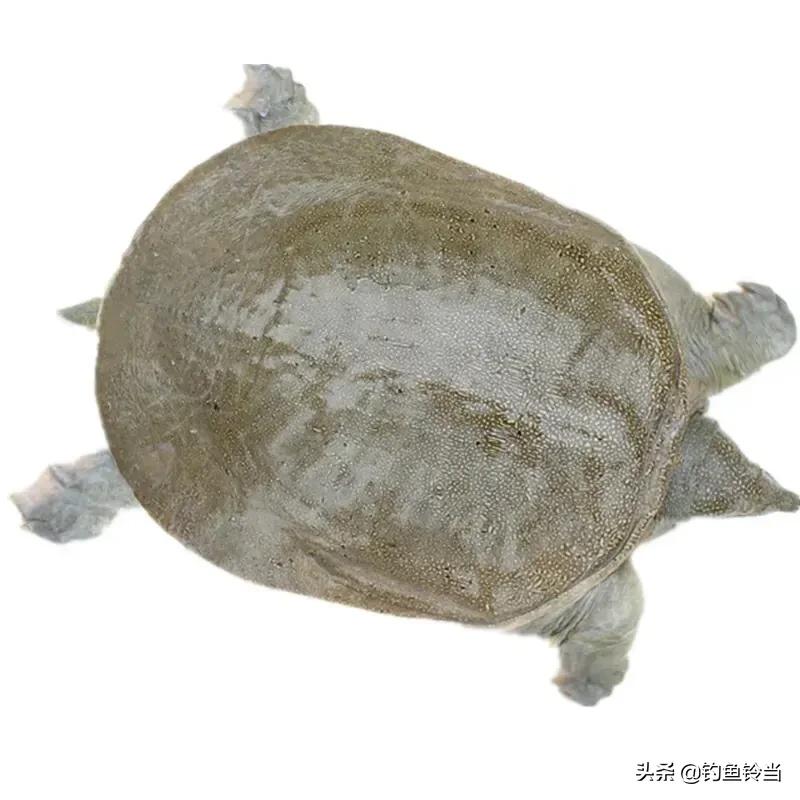 甲鱼咬手怎么让它松口,甲鱼咬手怎么办