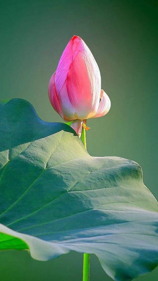 漂亮美丽的荷花壁纸,雨中荷花壁纸荣盛城