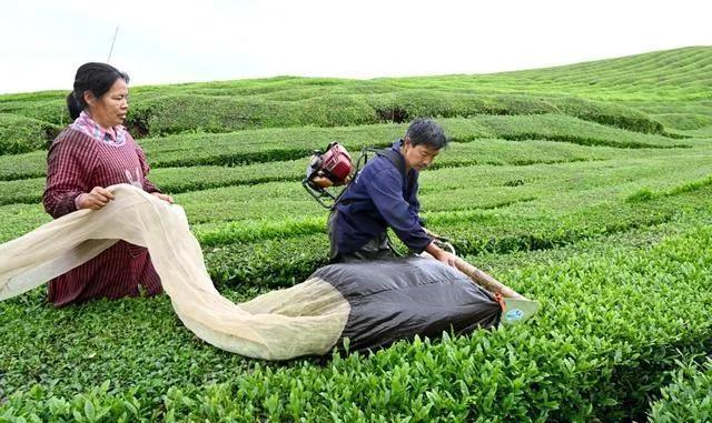 实体店茶叶店现状,满大街茶叶店为什么没有倒闭的