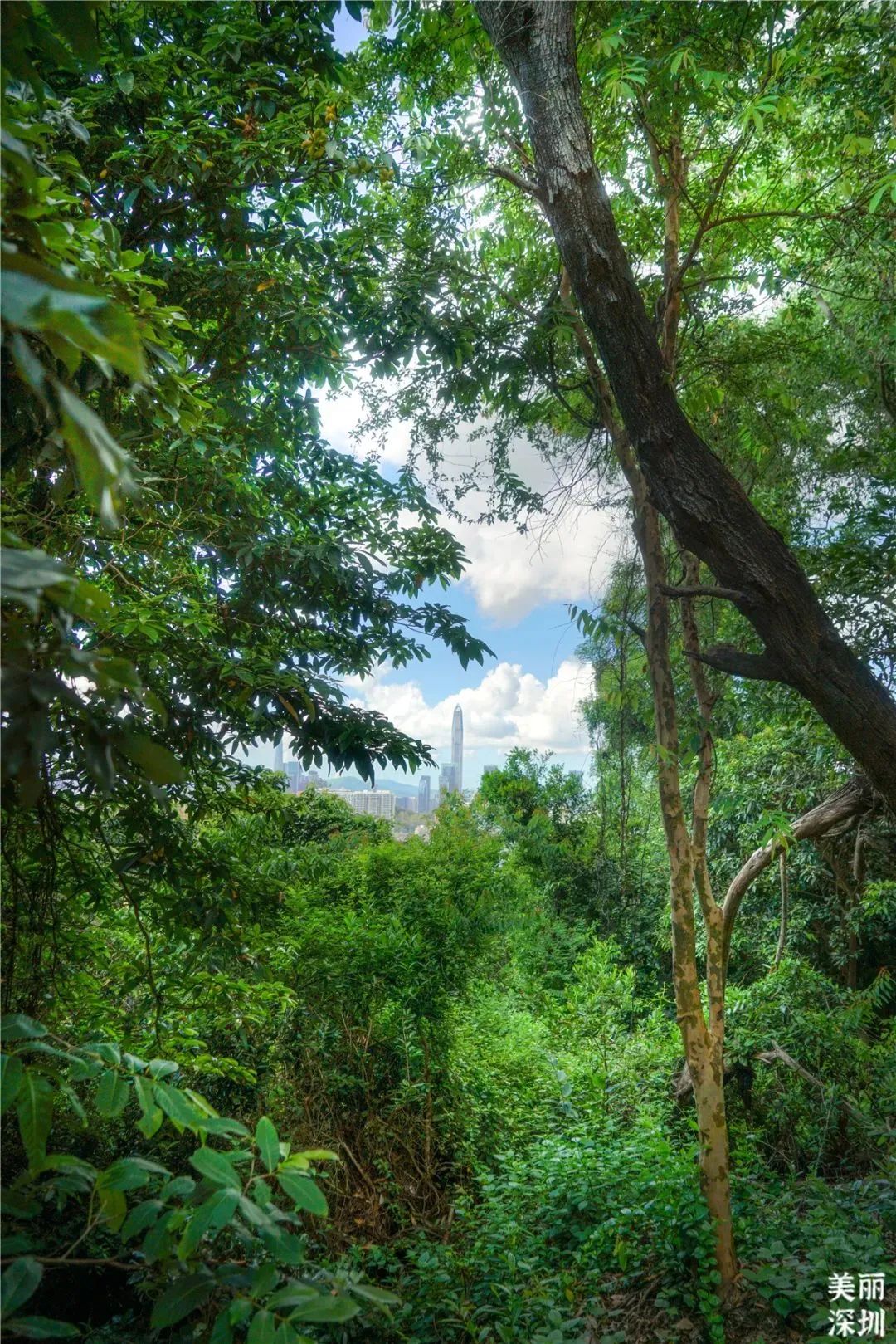 春天去哪儿玩？ABCD四条线路带你“狂飙”福田！