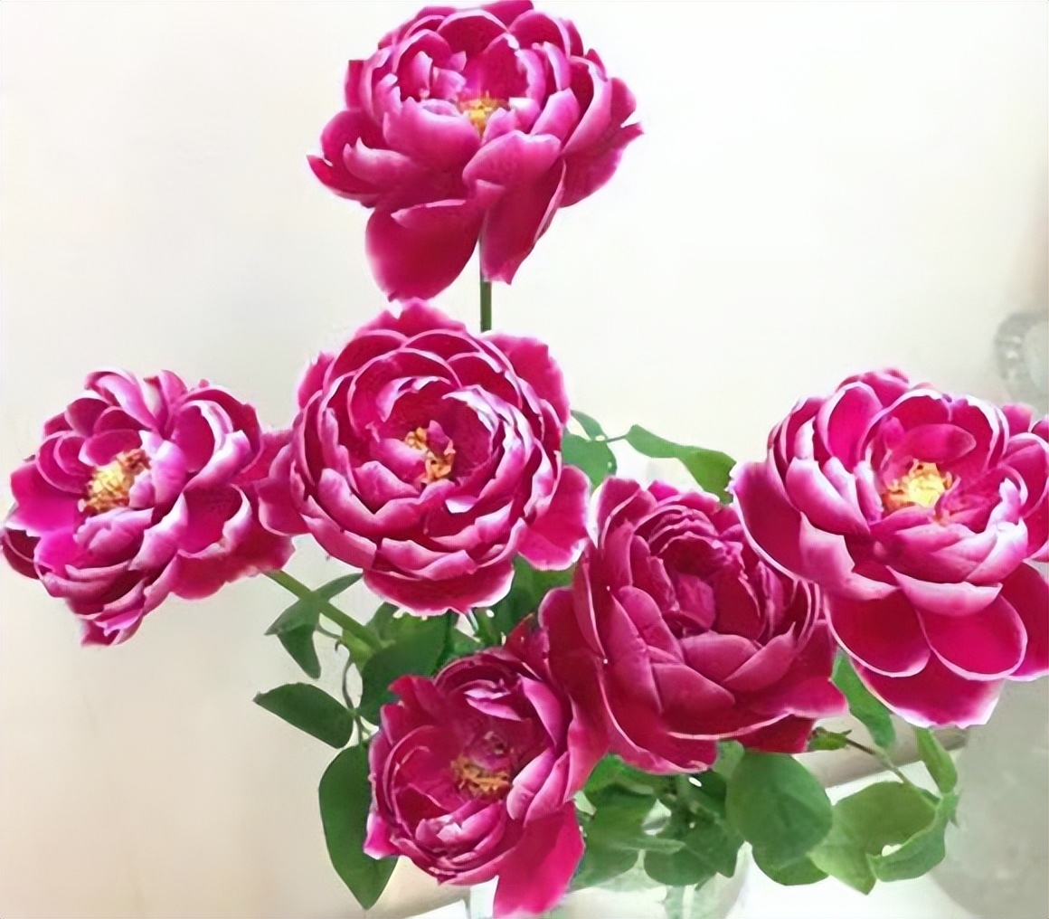 玫瑰花艳丽品种,带香味的橘黄色玫瑰花品种