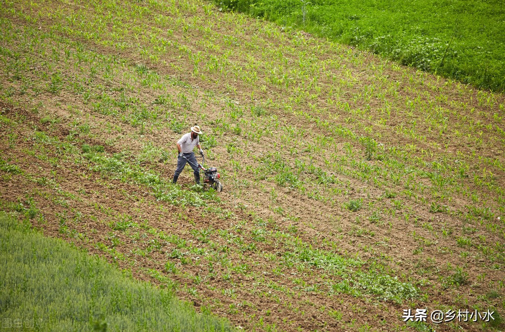 玉米地老虎的最佳防治方法,玉米小地老虎防治方法