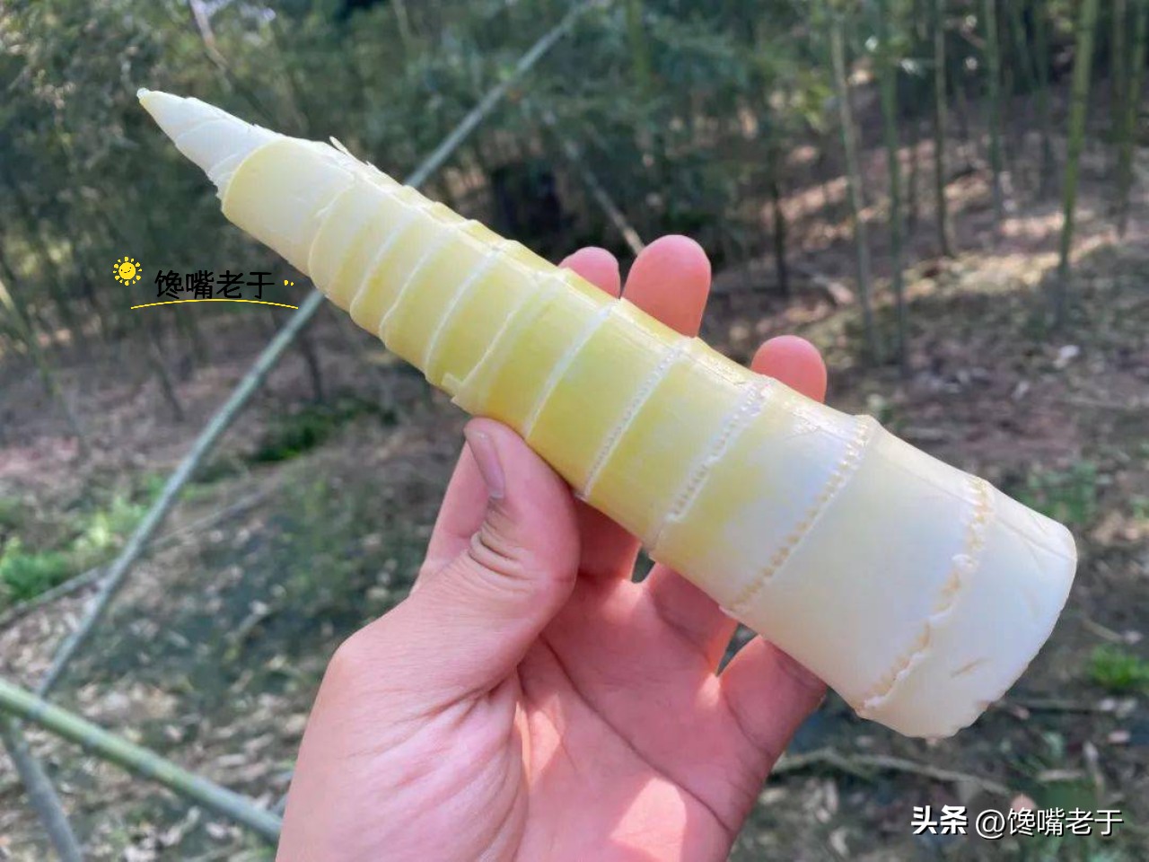 春笋几月份能买到,春笋应该买哪一种