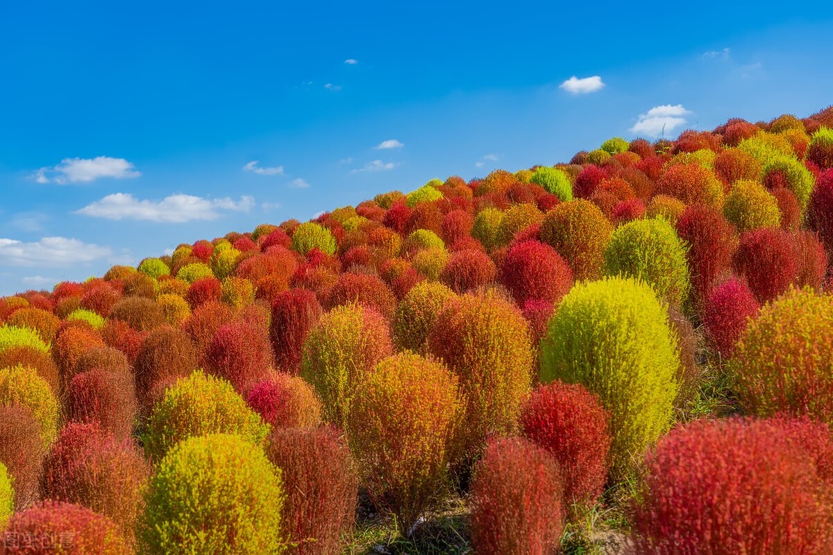 秋日上海好去处,上海秋日风景