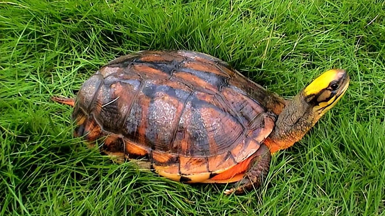 金钱龟的生物学特性及人工繁殖,野生金钱龟的生活习性