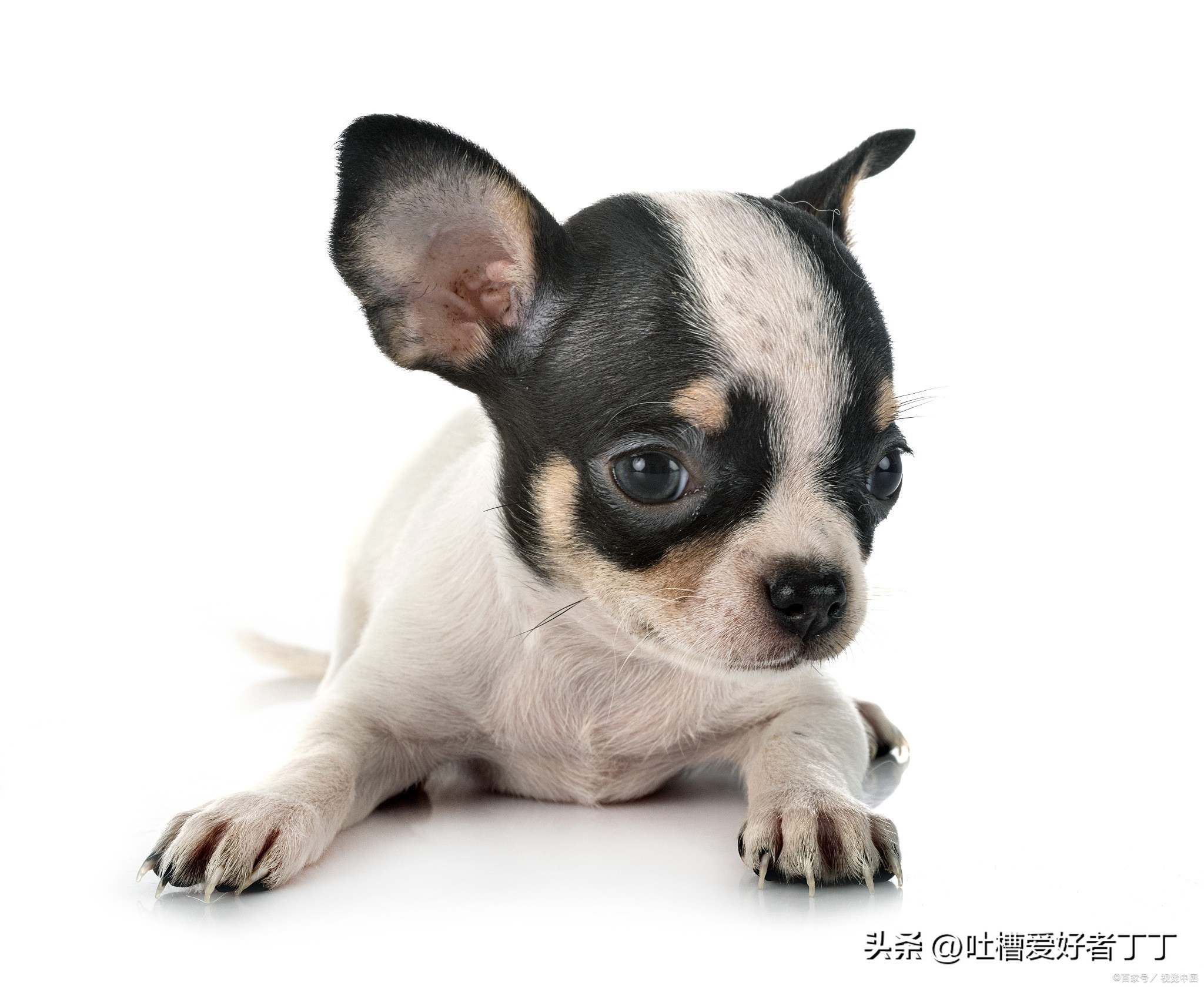 小型宠物狗品种有哪些,小型宠物狗养什么品种比较好