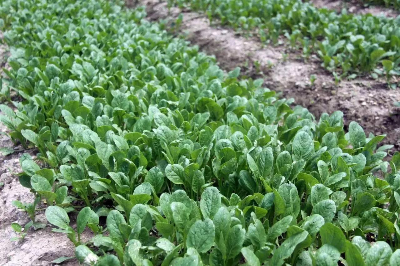 疫情下别墅涨价的原因是什么,别墅在疫情下价格上涨了吗