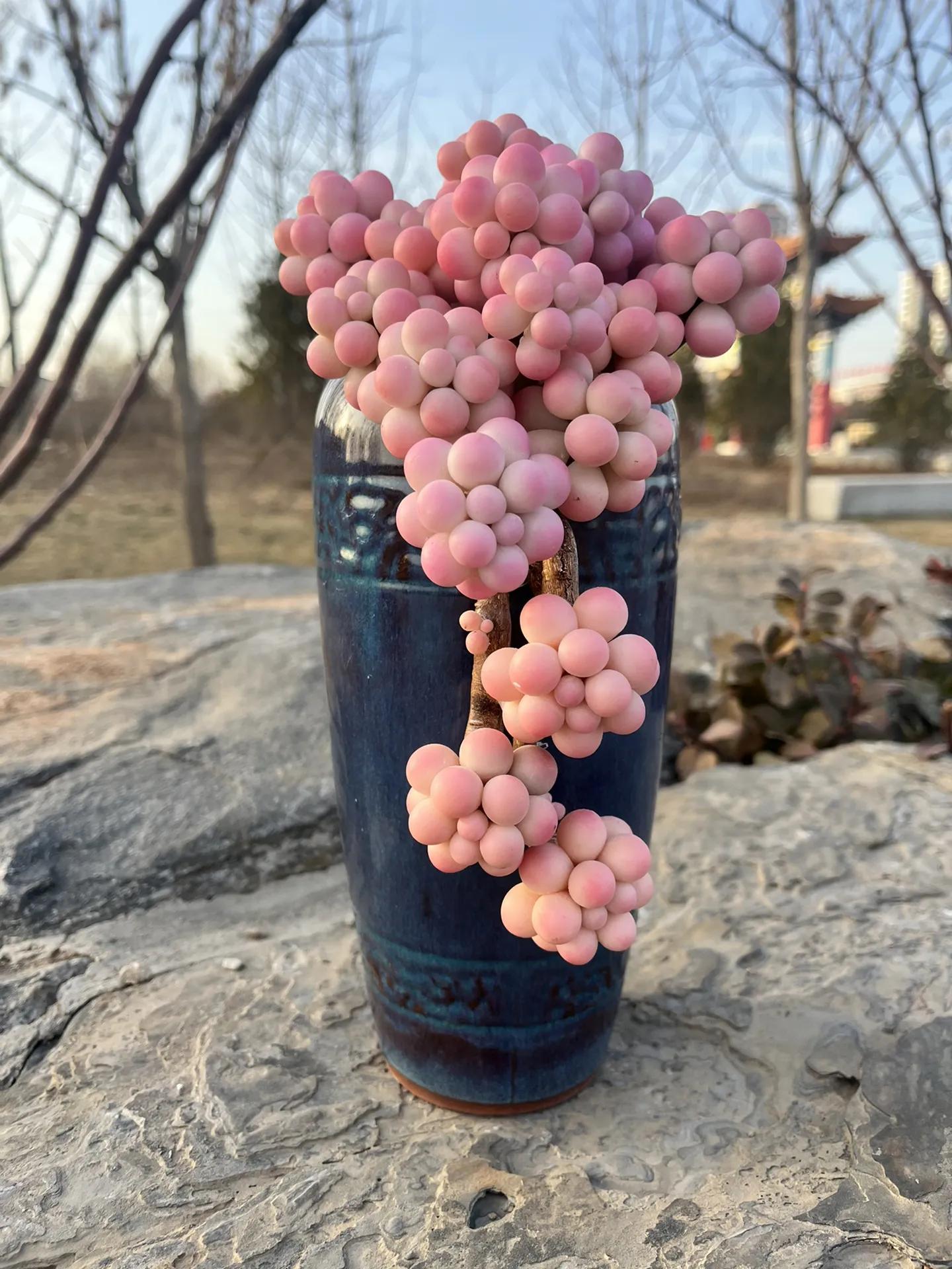 最具有观赏性的多肉植物,颜值高又好养活的多肉植物